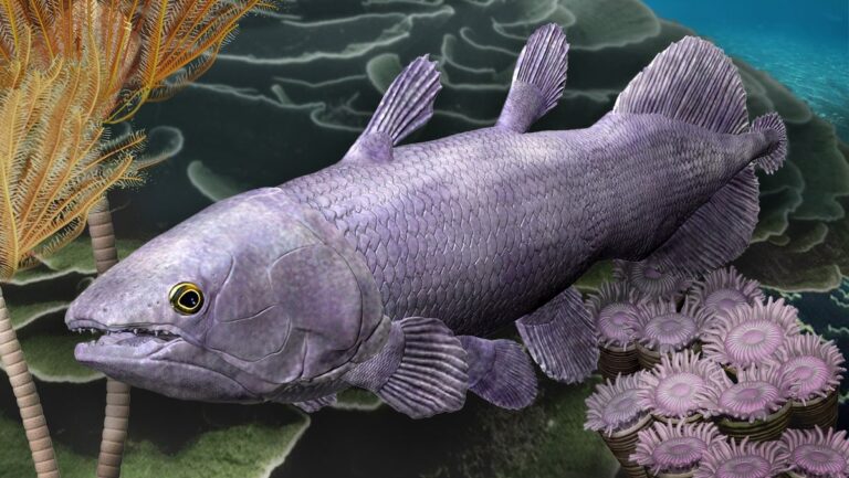 Poisson Geant Restes vieux de 380 millions d'années d'un poisson géant découverts en ...