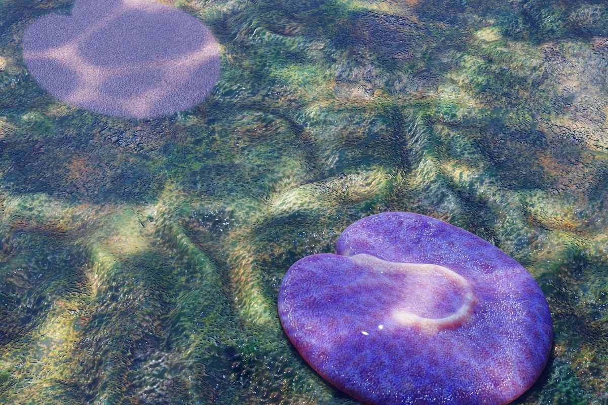 An illustration of a shallow pool with a flat, purple, pancake-shaped animal. A protruding backward question-mark shape can be seen on its back.