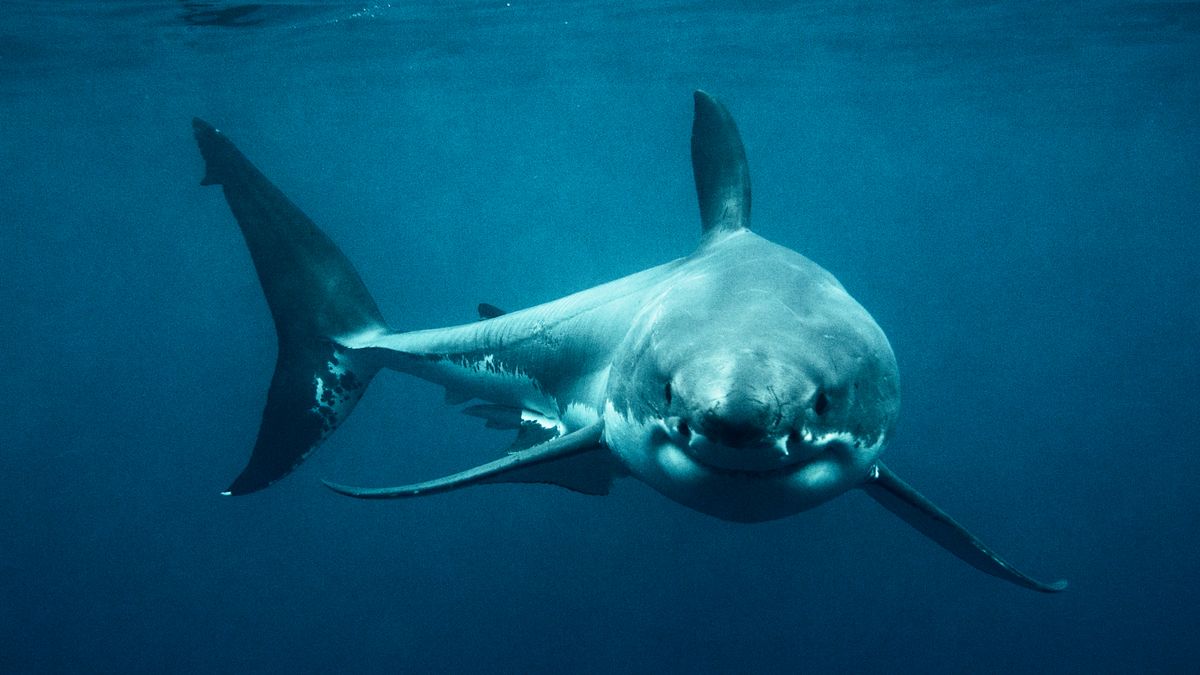 Le grand requin blanc « Mega Momma » tué sur une batterie pourrait révéler des secrets sur un prédateur emblématique