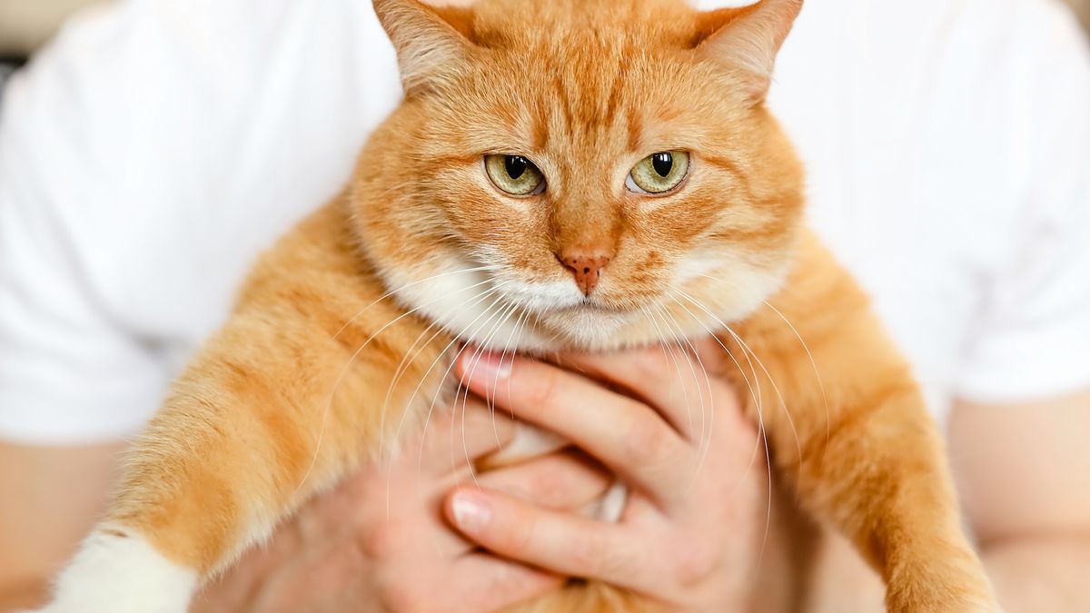 Des scientifiques révèlent les gènes qui rendent les chats orange