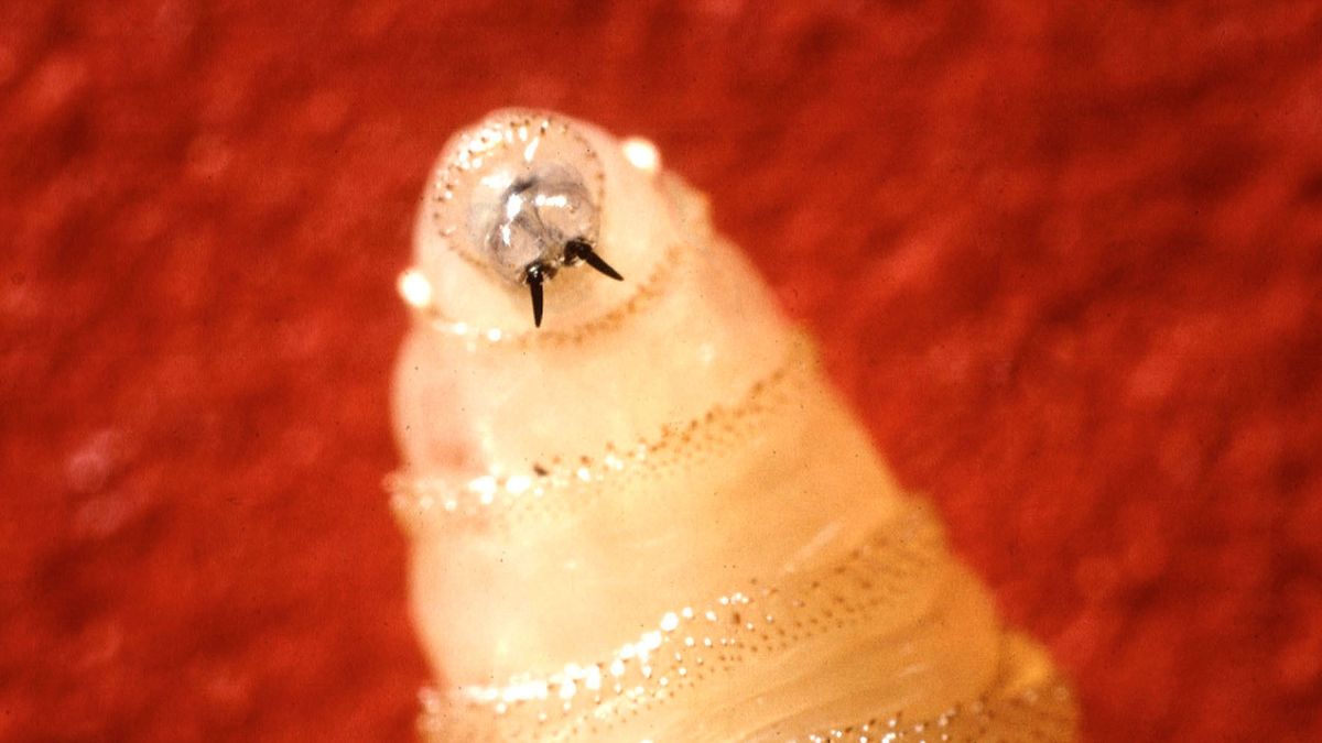 Un parasite humain carnivore qui envahit l’Amérique centrale suscite des inquiétudes aux États-Unis – ce qu’il faut savoir