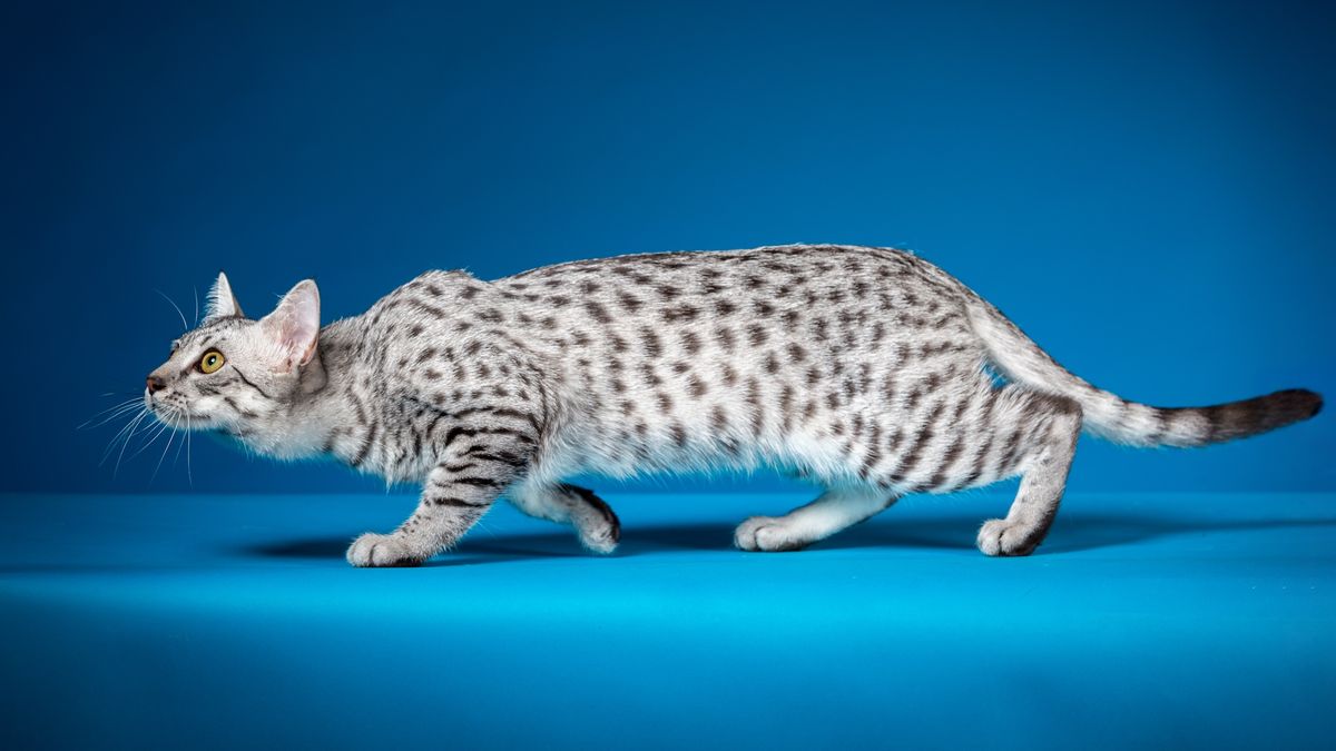 Comment les chats obtiennent-ils leurs taches ?