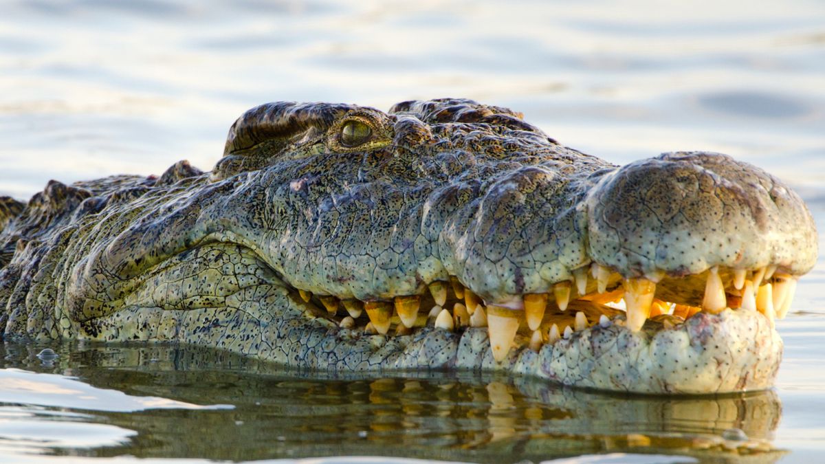 Henry le crocodile géant, qui a engendré 10 000 bébés, fête son 124e anniversaire