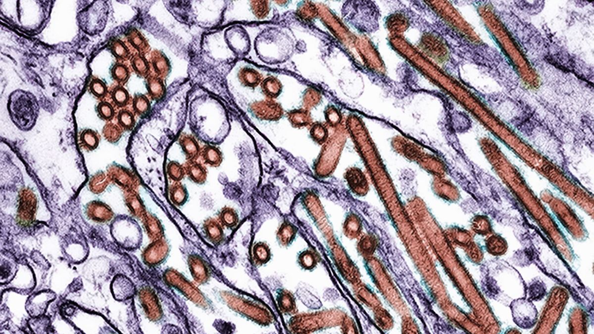 Grippe aviaire : la propagation de la grippe aviaire déclenche l'état d'urgence en Californie