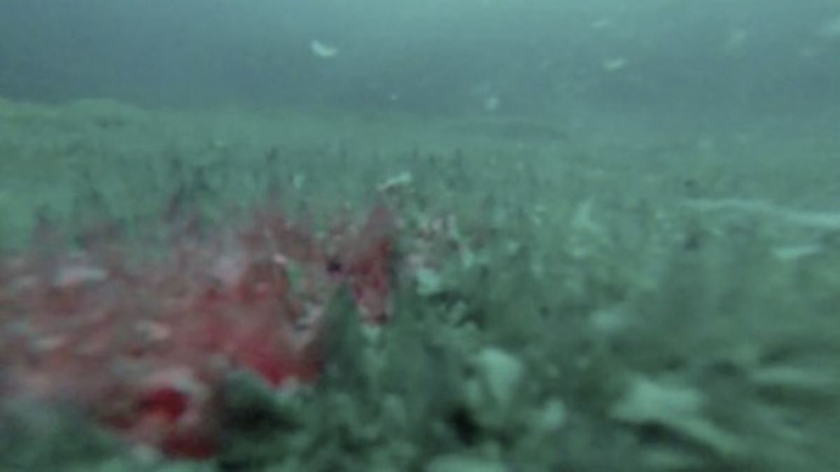 Des scientifiques ont scruté un lac secret de l'Antarctique caché sous la glace et ont découvert un écosystème jamais vu auparavant.