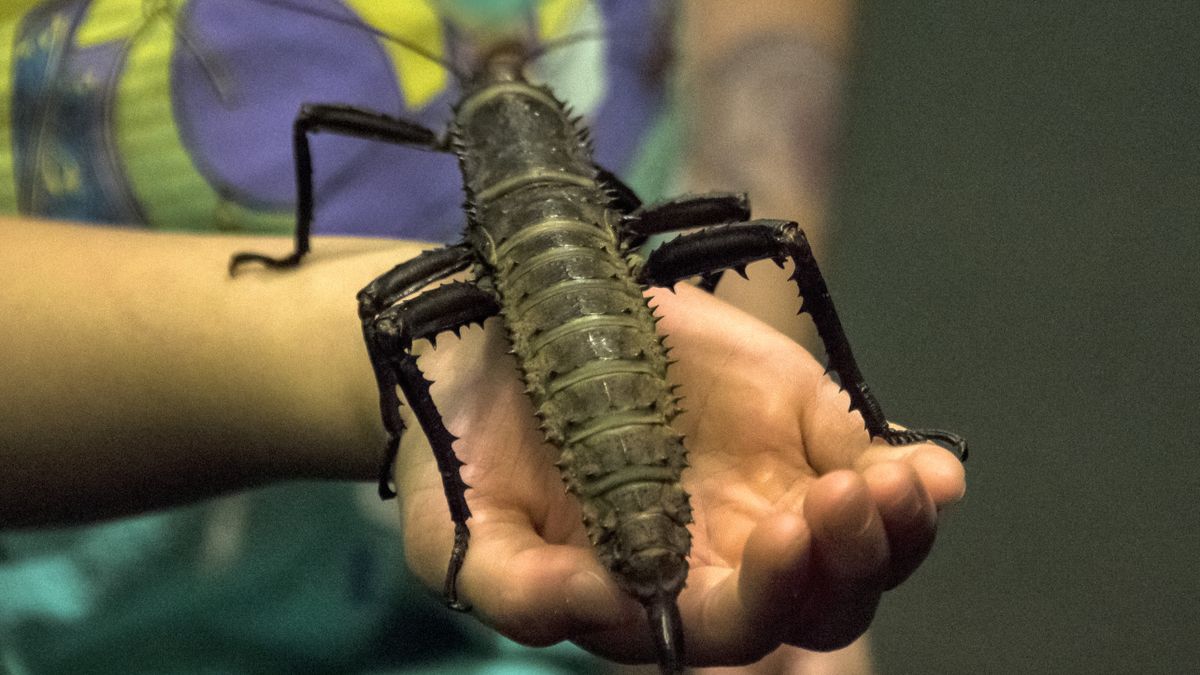 Ces insectes continuent d'évoluer pour ressembler à des bâtons. Pourquoi?