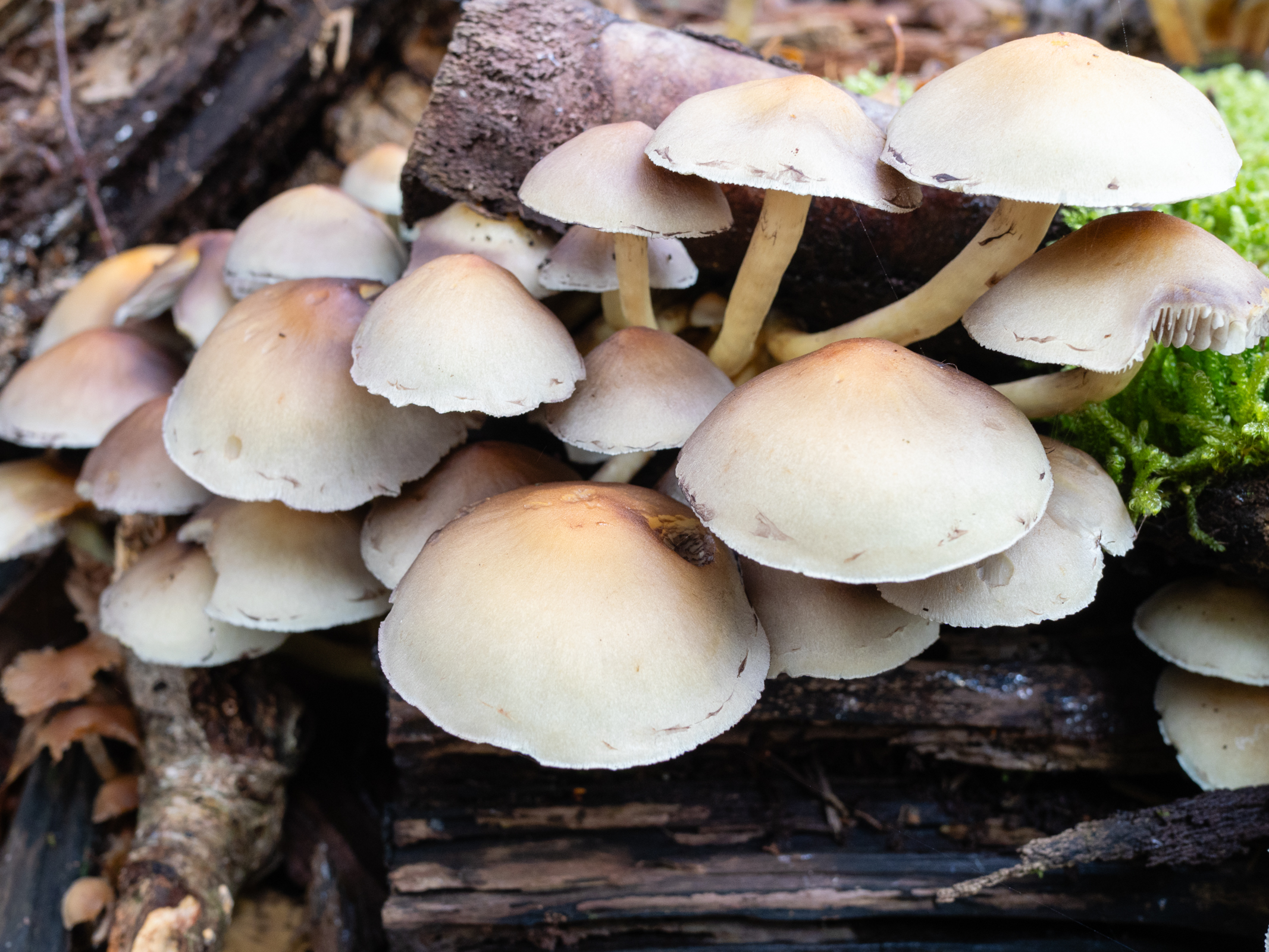 Photo de champignons prise avec le Panasonic 15mm f1.7 Leica Summilux DG ASPH et le Panasonic Lumix GH7.