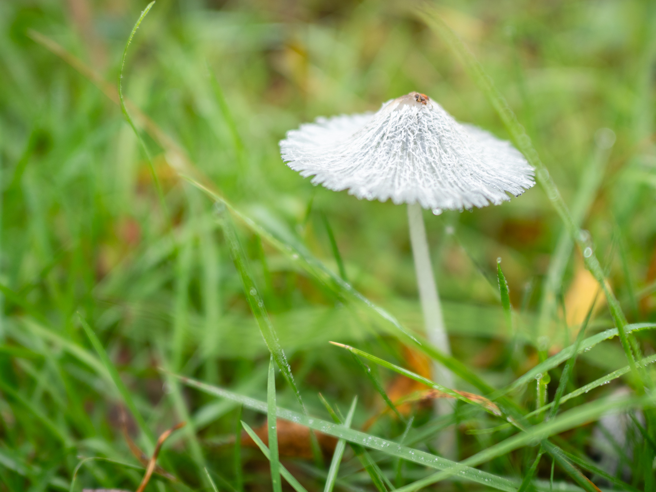 Photo de champignons prise avec le Panasonic 15mm f1.7 Leica Summilux DG ASPH et le Panasonic Lumix GH7.