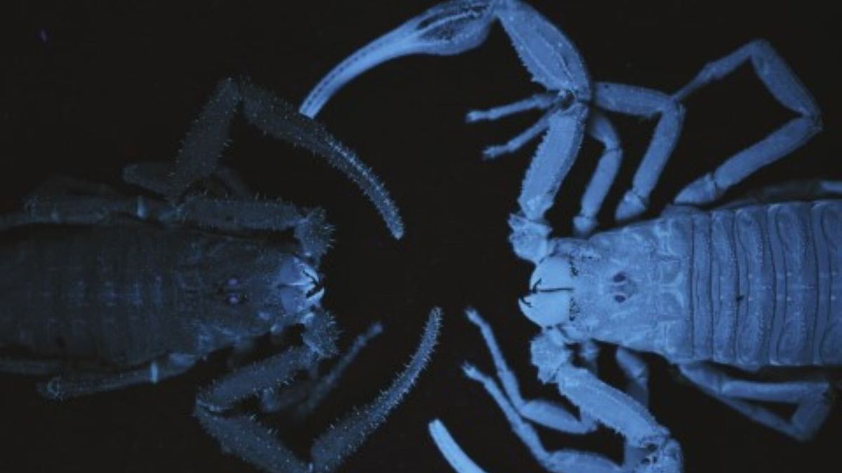 Scorpion glowing under ultraviolet light, also known as a black light.