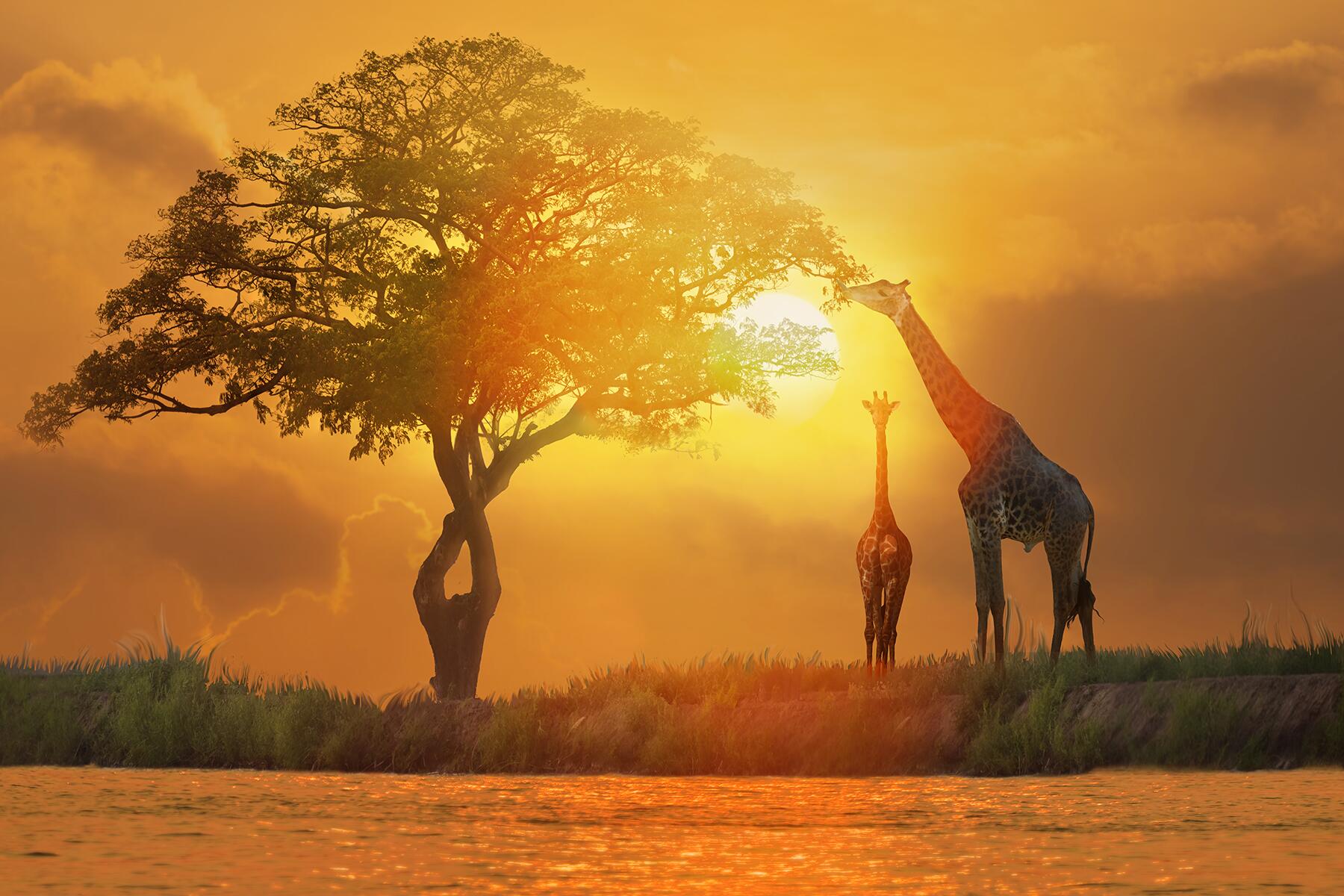 Comment savez-vous si votre safari africain est une bonne valeur?