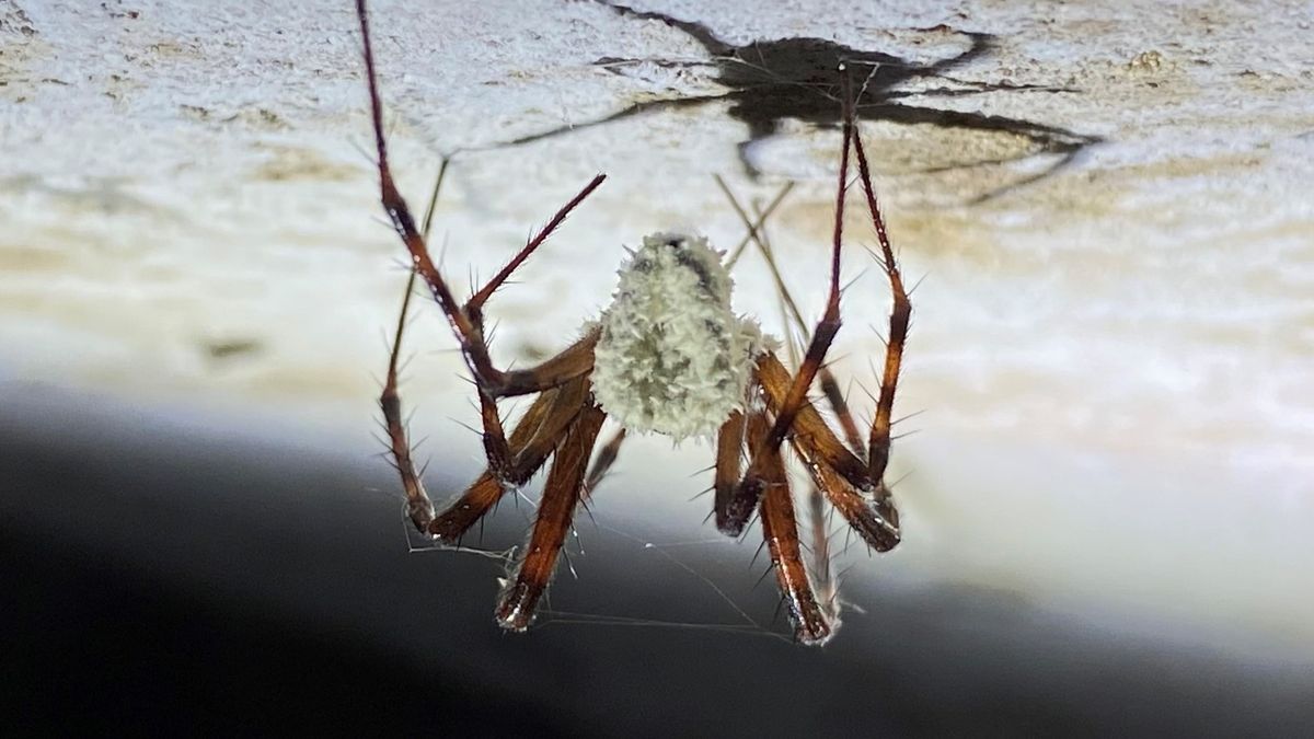 A spider infected with zombie-spider fungus (Gibellula attenboroughii) on the ceiling of a cave.
