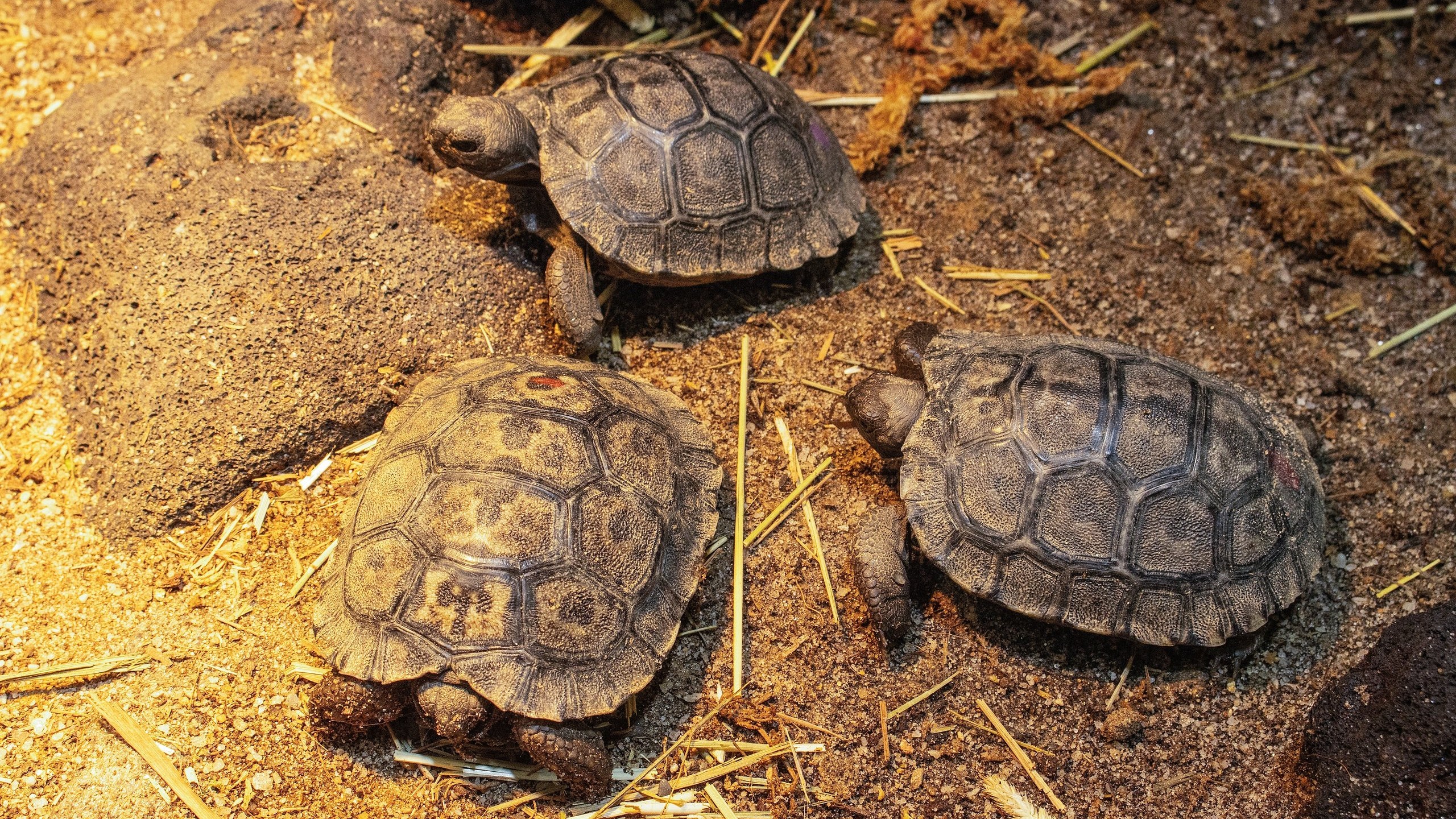 Babies de tortue géante de la première `` maman '' de 10 ans dévoilée au zoo