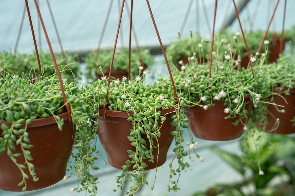 14 petites plantes succulentes qui ont l'air cool