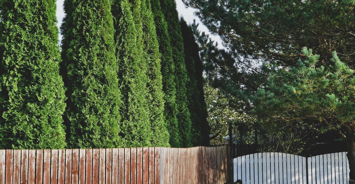11 magnifiques arbustes à feuilles persistantes à croissance rapide parfaites pour votre jardin