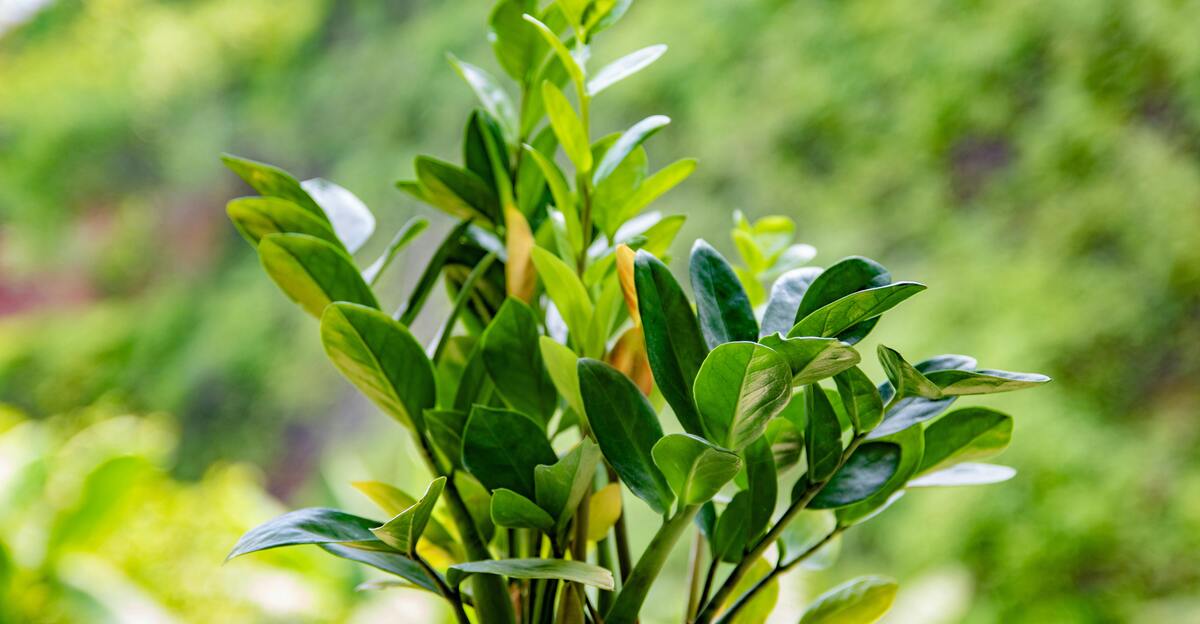 10 superbes variétés de plantes ZZ et comment s'occuper d'eux