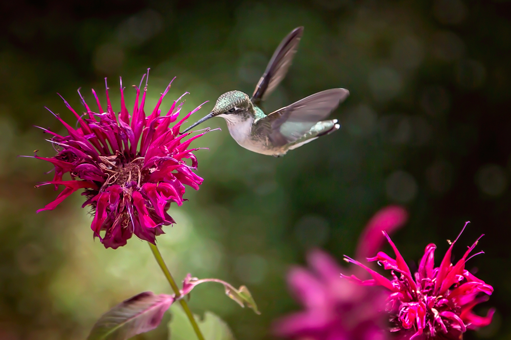 12 plantes qui attirent les colibris et les aident à construire des nids