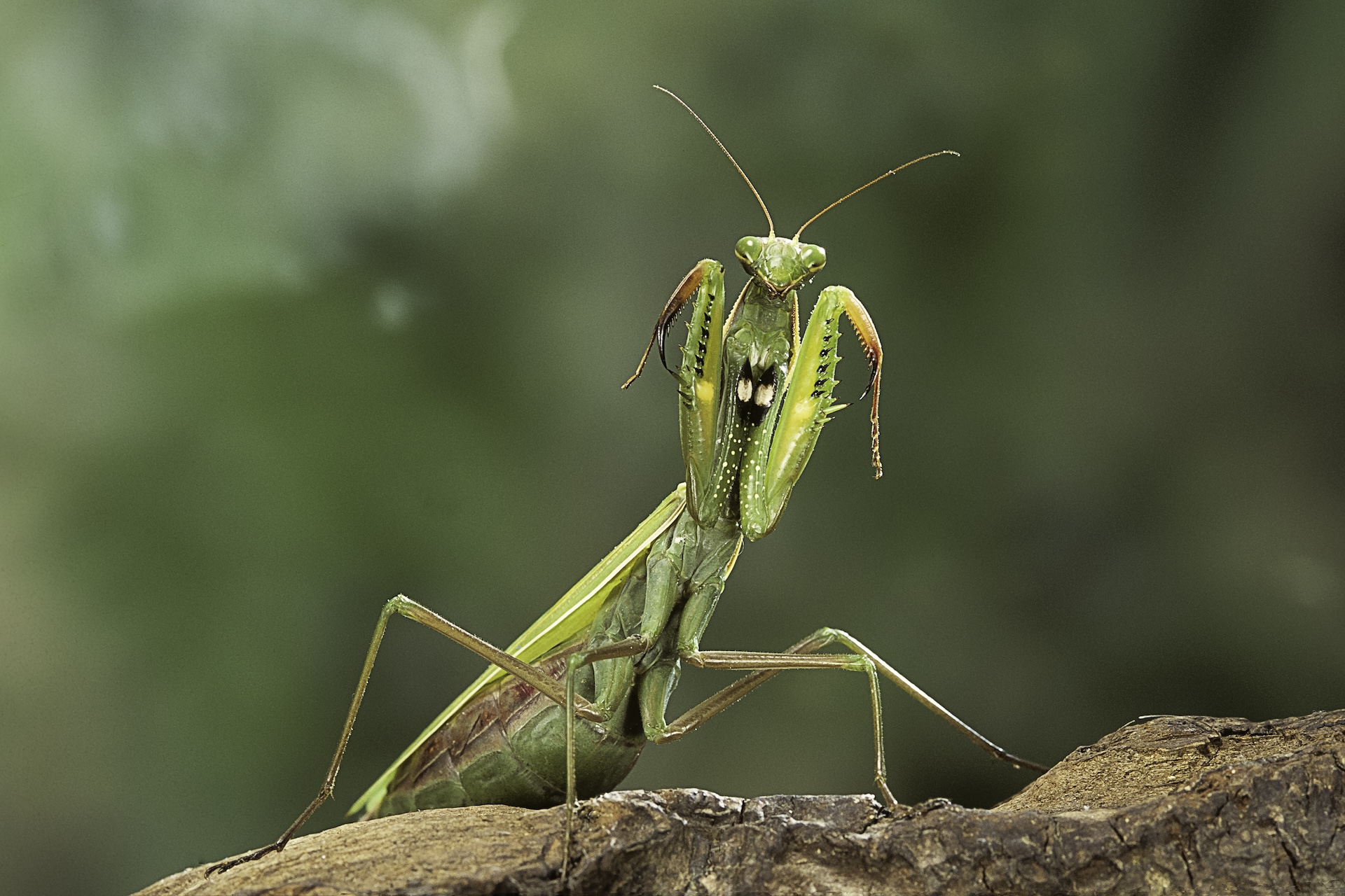 Une mante priante se dresse sur une branche