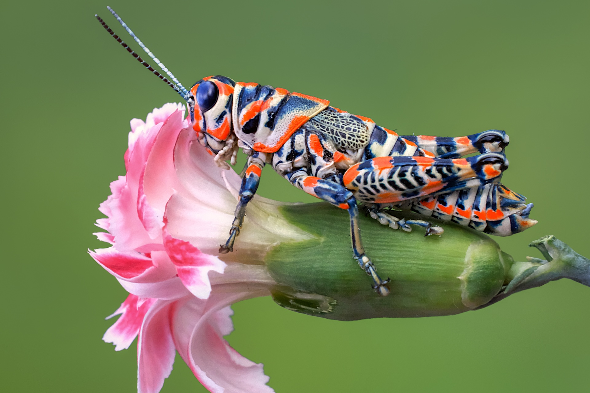 Une sauterelle arc-en-ciel assise sur une fleur
