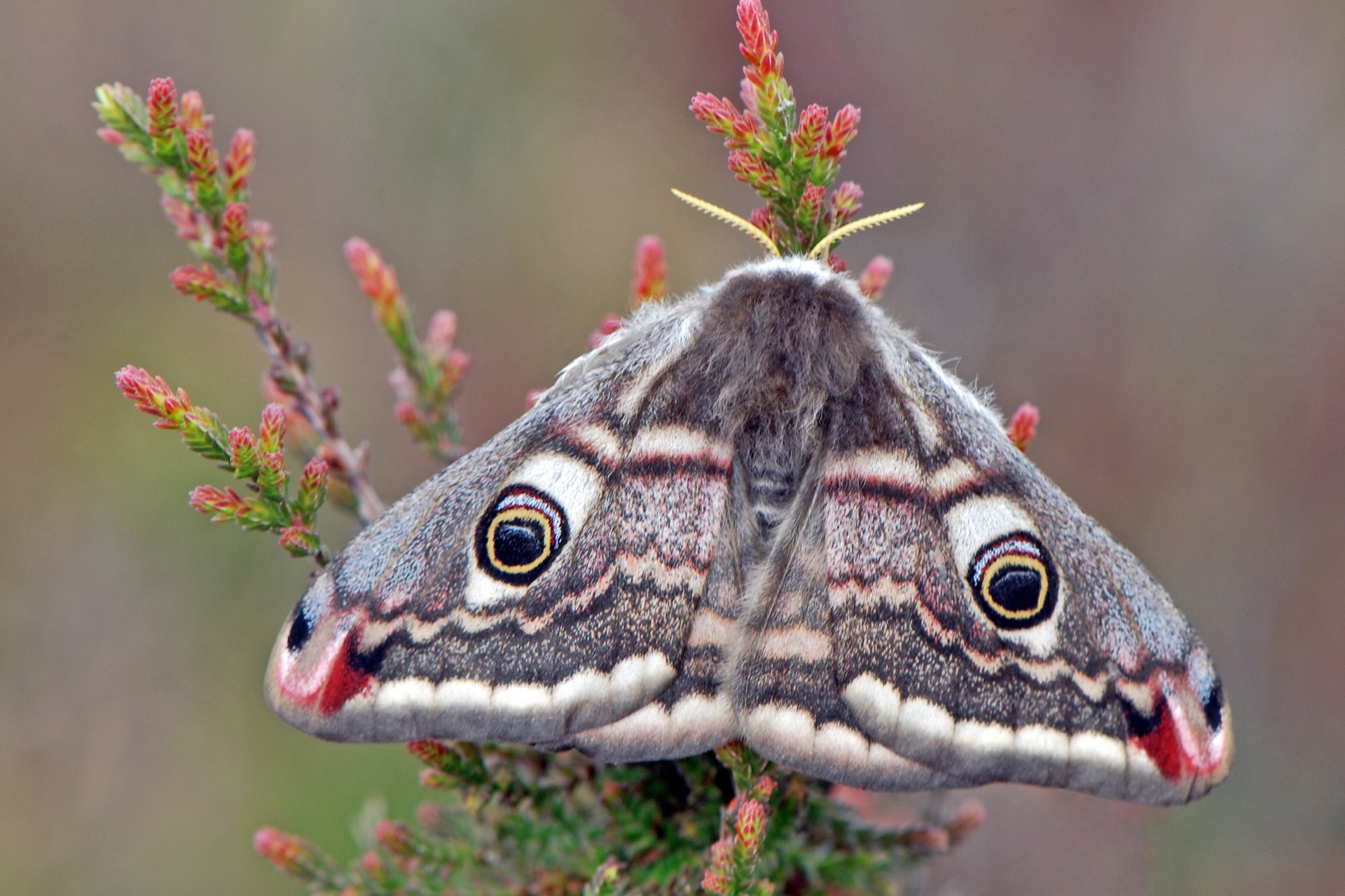 Un papillon empereur repose sur des fleurs