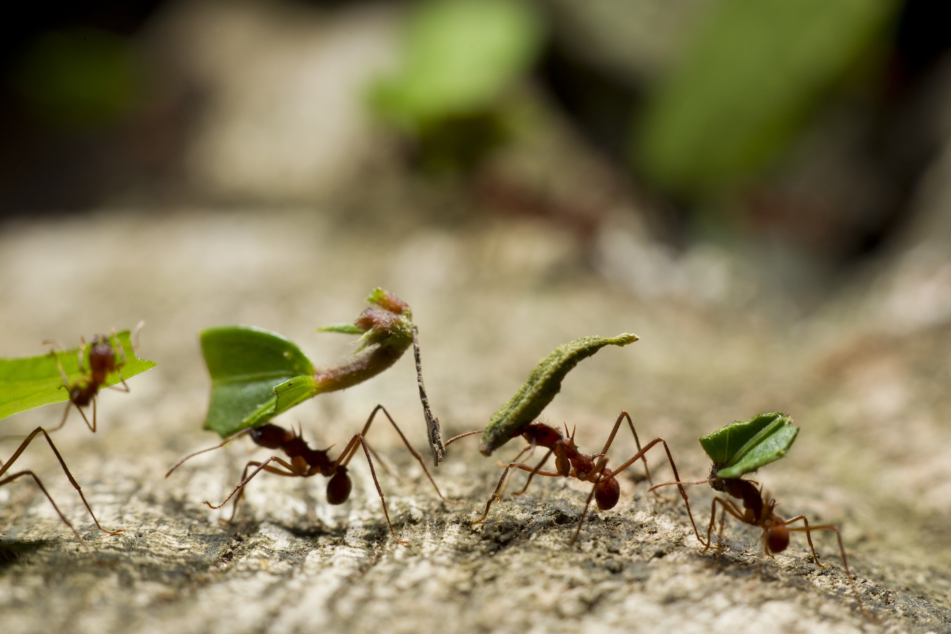 Un groupe de fourmis de cutter des feuilles transporte des feuilles