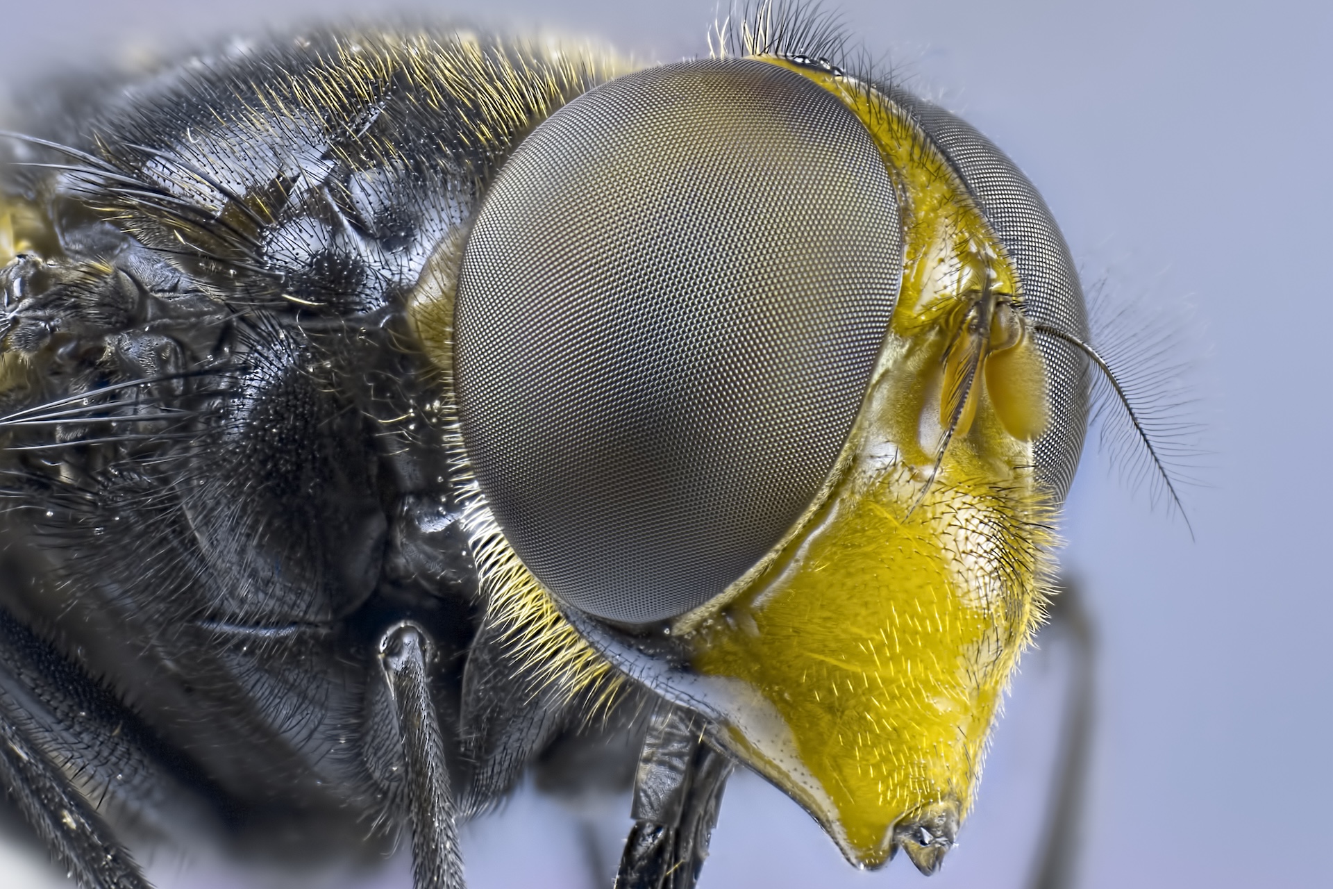 Un gros plan des yeux composés d'une mouche