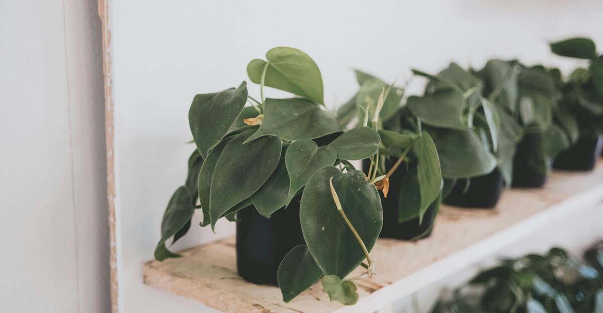 13 plantes philodendron magnifiquement rares à ajouter à votre collection