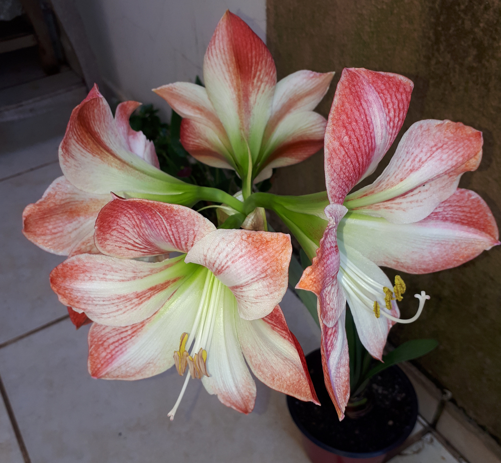 12 belles fleurs à floraison nocturne pour votre jardin intérieur