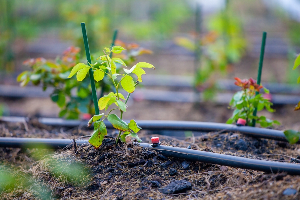 9 systèmes d'arrosage qui garderont votre jardin d'été en plein essor