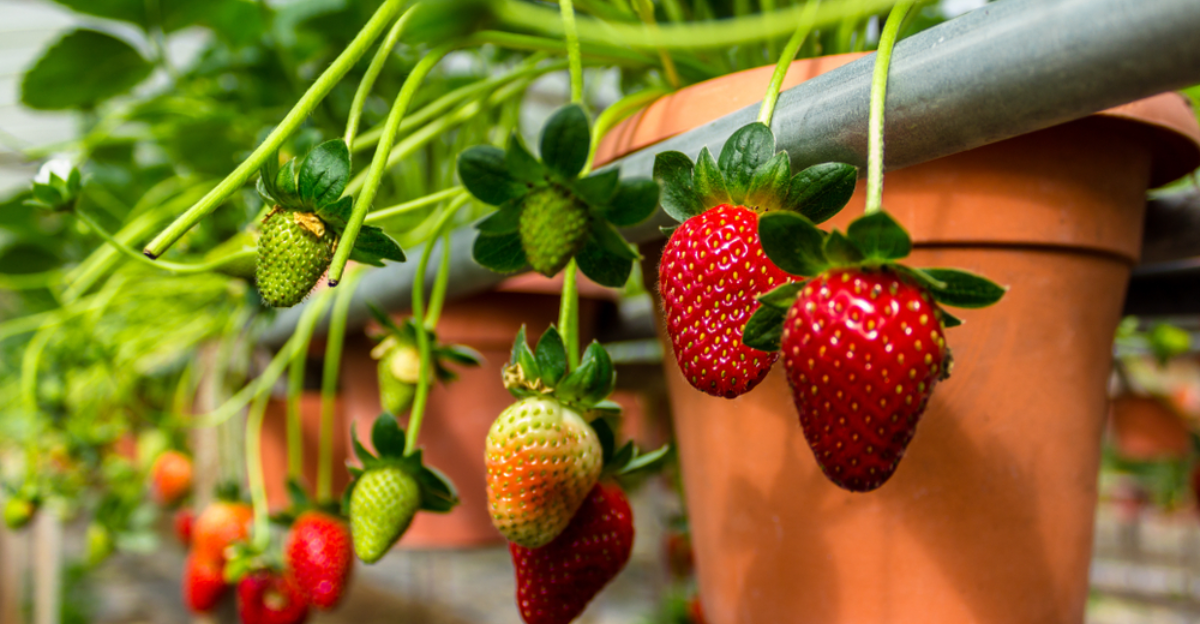 17 variétés de fruits parfaites pour le jardinage des conteneurs
