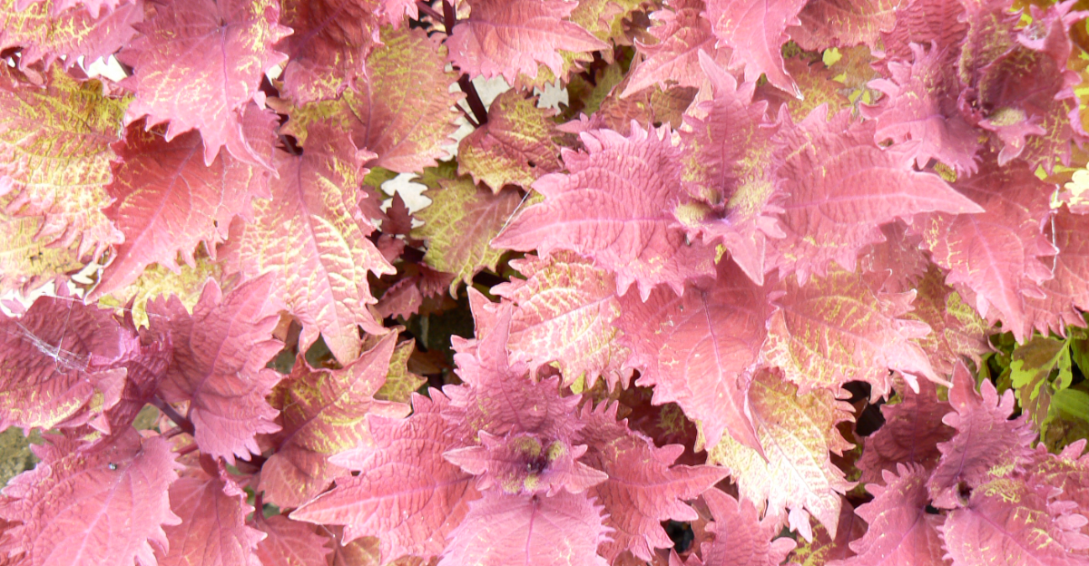 15 plantes superbes pour un jardin coloré qui ne sont pas des fleurs