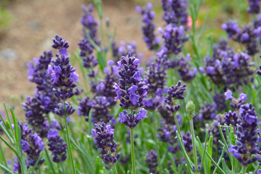 14 plantes qui sont belles et travaillent dur dans votre jardin