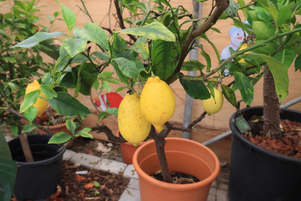 14 arbres fruitiers que vous pouvez cultiver dans des conteneurs