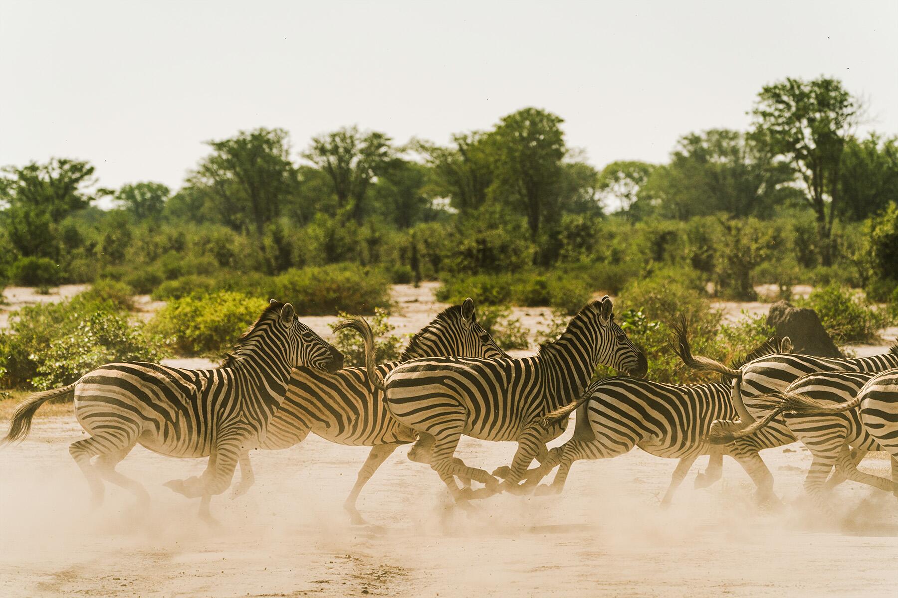 Le safari choquant que nous ne nous attendions pas