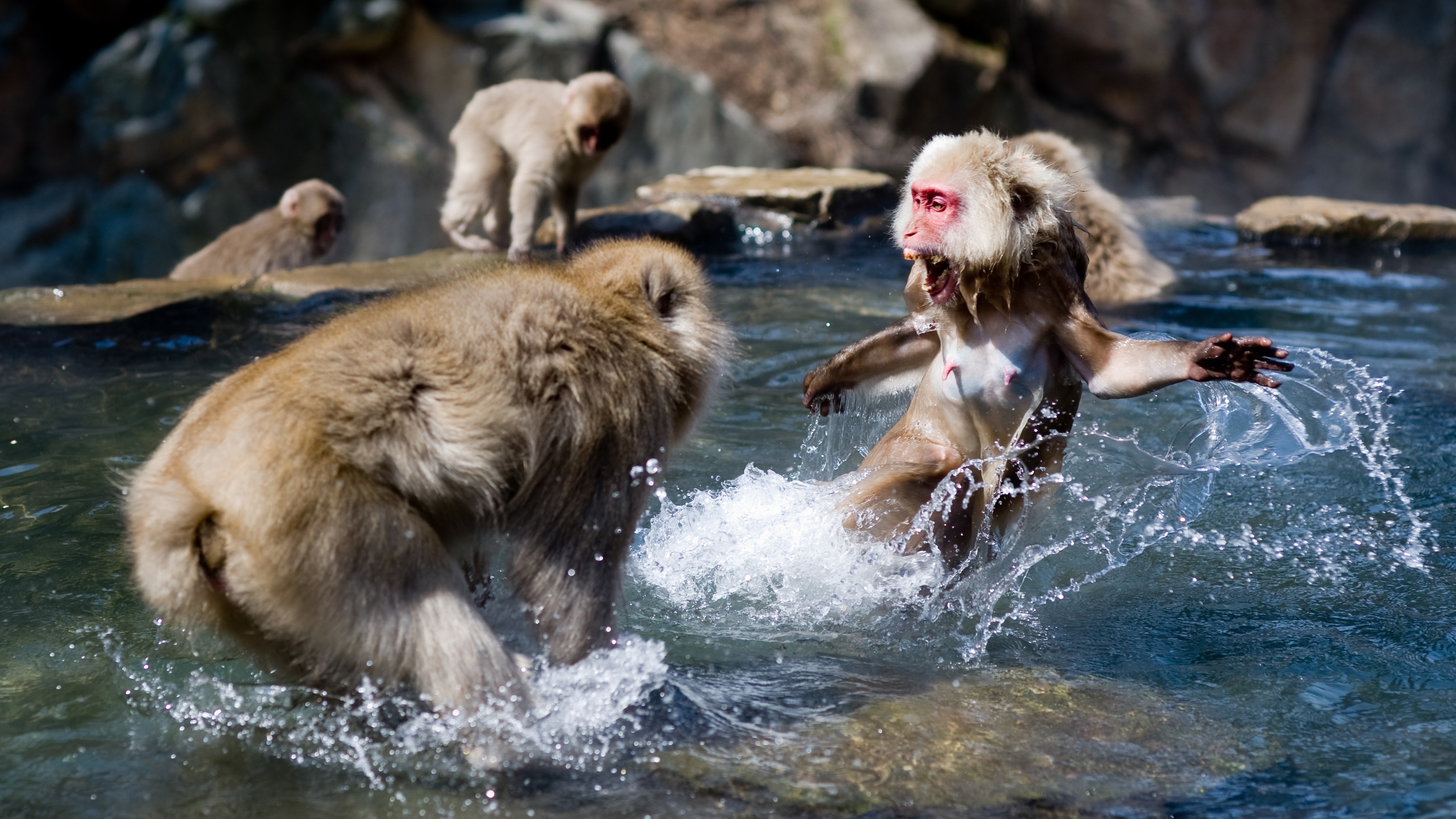Une photographie de deux macaques combattant dans l'eau. 