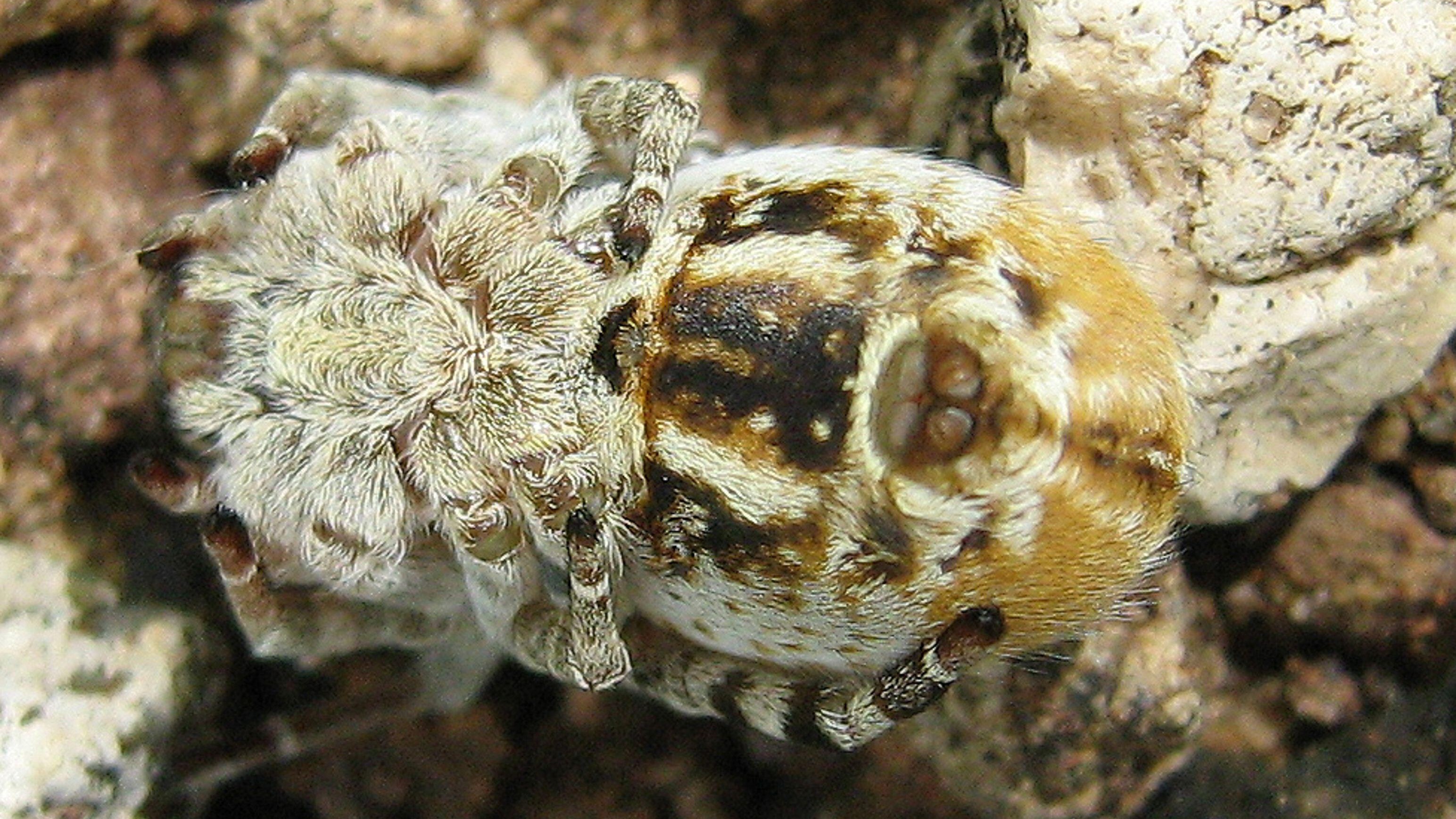 Une araignée sociale africaine vue du haut.
