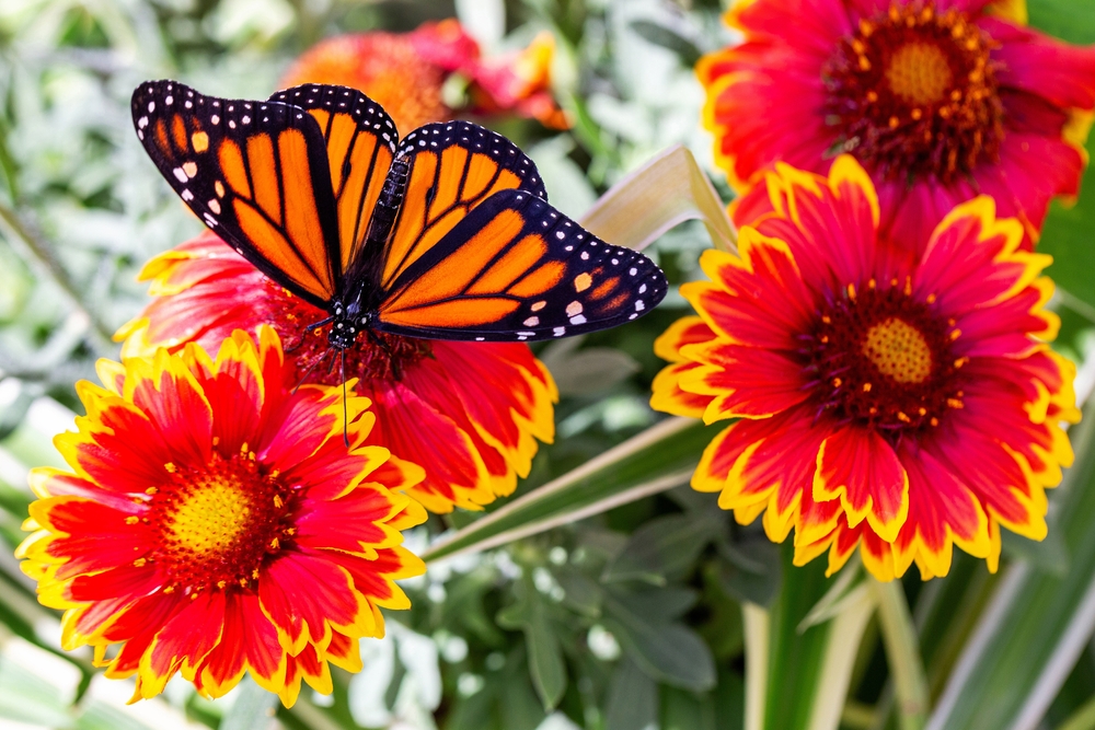 10 avantages incroyables de la culture de fleurs générales