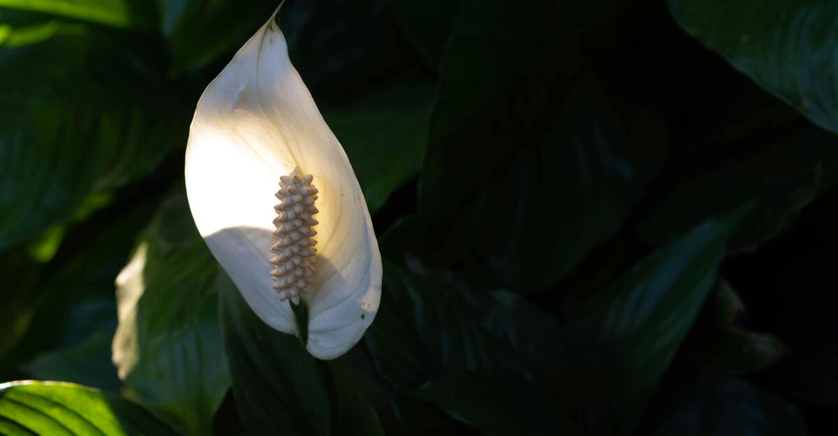 13 plantes populaires terribles pour les espaces intérieurs