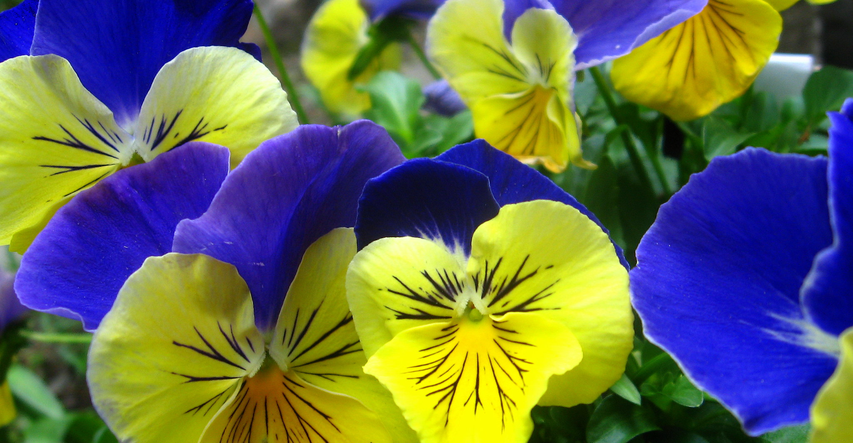20 fleurs durables qui fleurissent à chaque saison