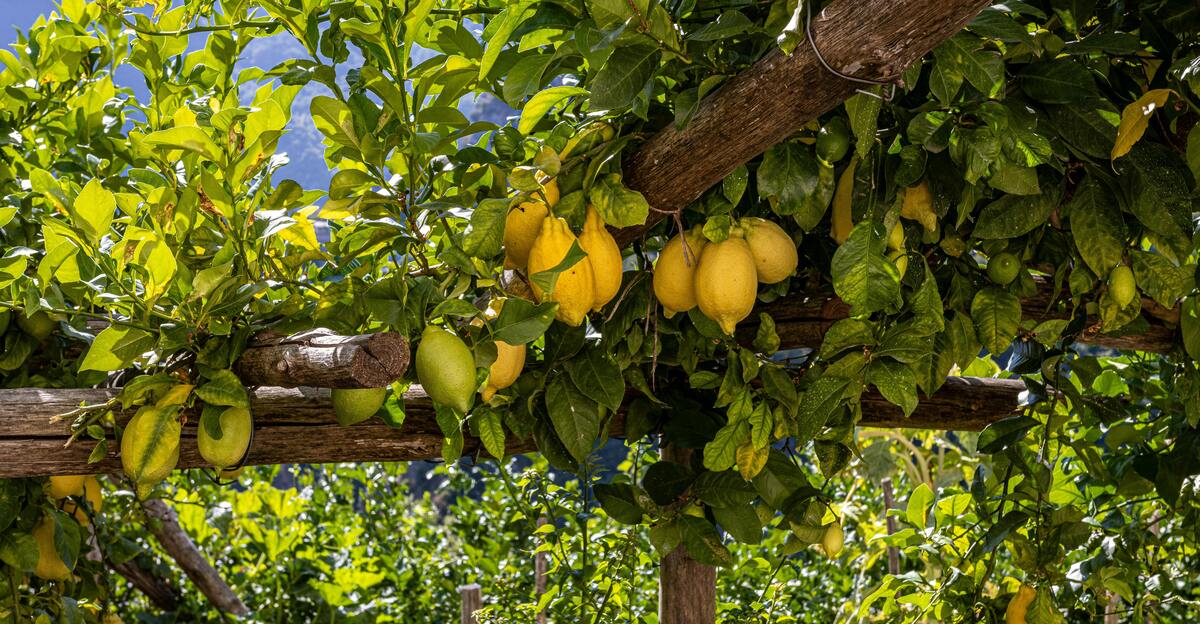 10 délicieux types de citron chaque verger devraient avoir