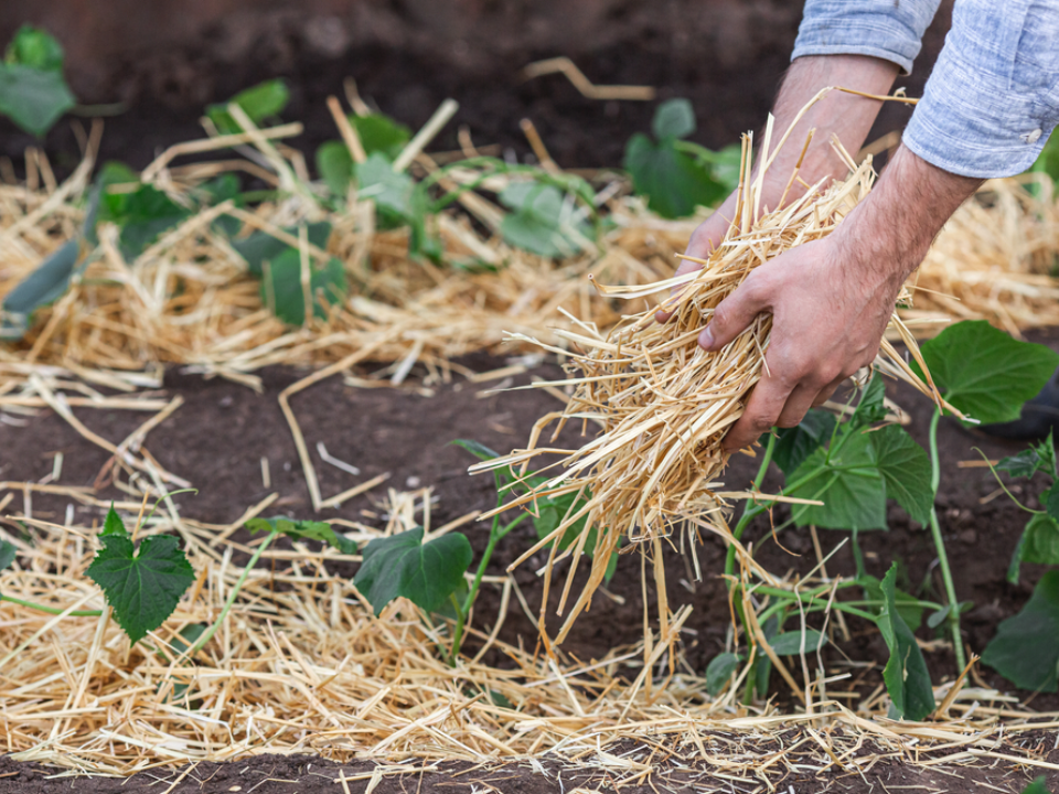 11 choix de paillis pour début mars et où chacun fonctionne le mieux
