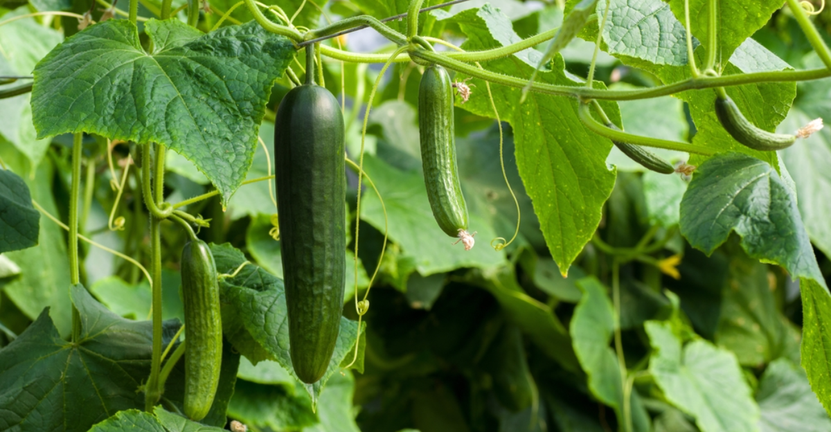17 secrets pour cultiver les concombres les plus juteux de votre jardin