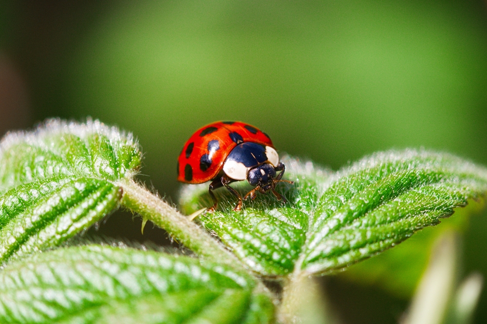 11 façons dont les coccinelles aident votre jardin à prospérer