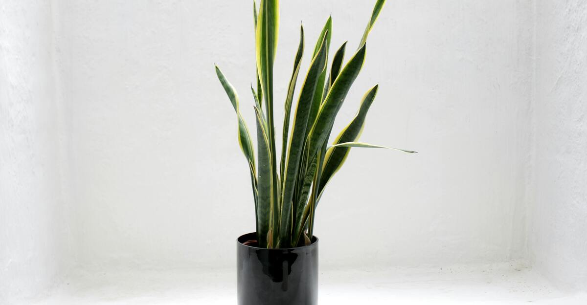 13 façons dont vous tuez accidentellement votre plante de serpent