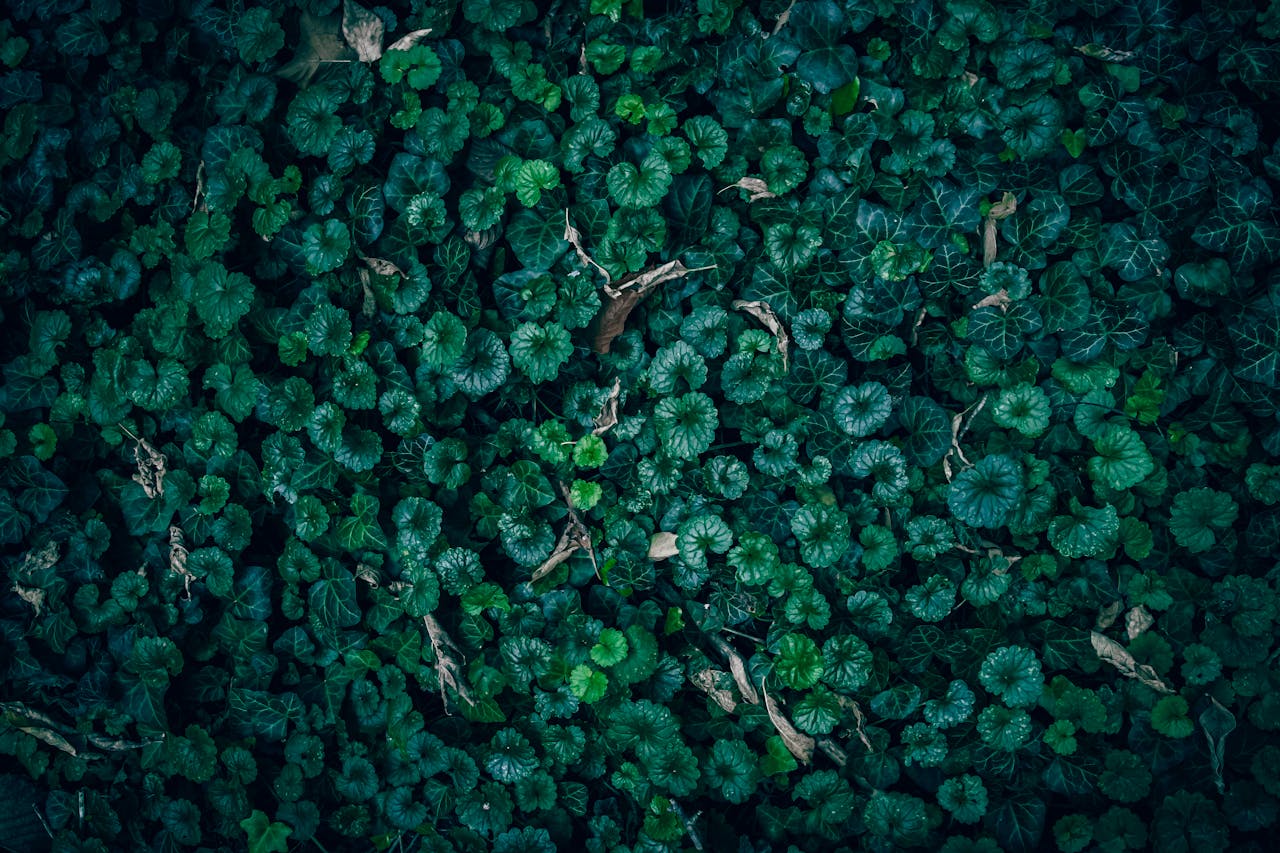 11 Les couvercles de sol tolérants à la sécheresse qui facilitent le contrôle des mauvaises herbes