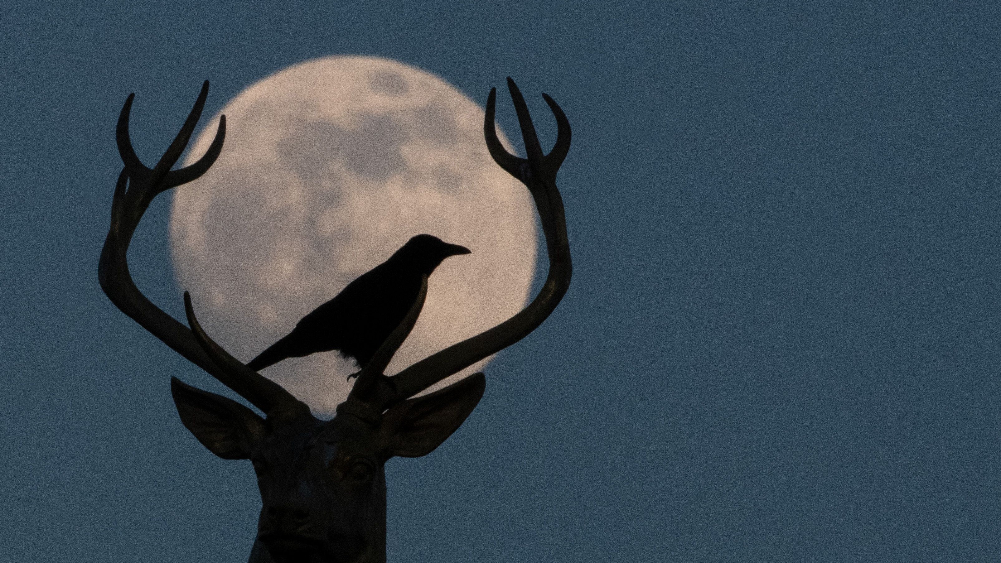 Une photo d'un oiseau perchoir sur un cerf des bois de la pleine lune en arrière-plan