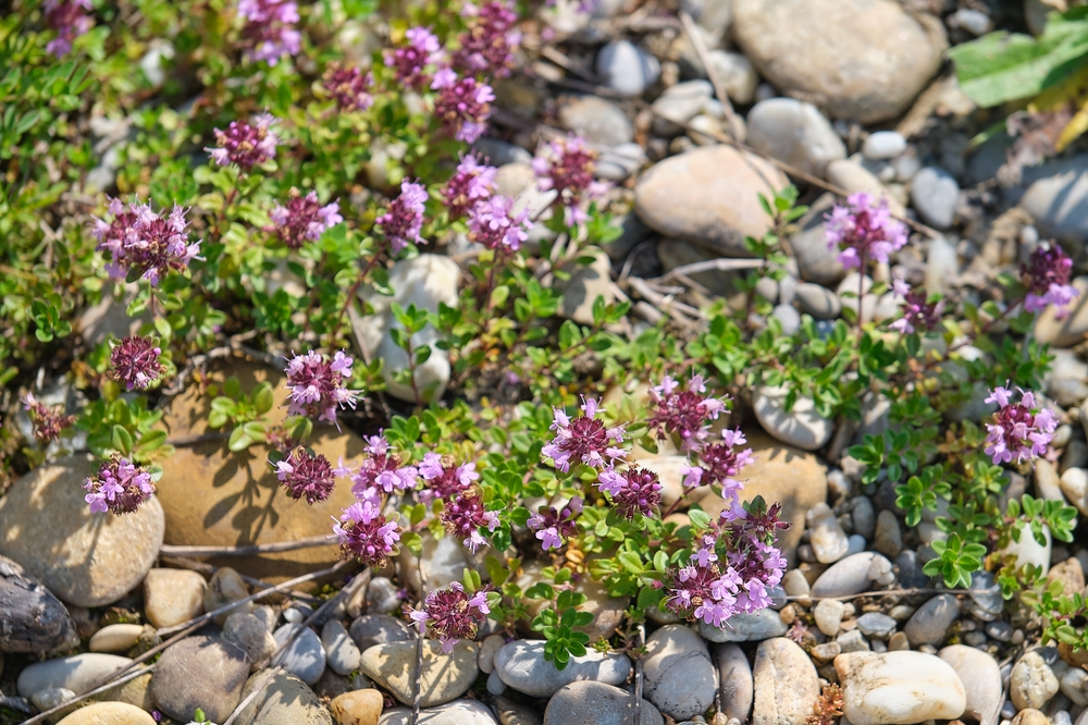 13 plantes rustiques qui vous donnent d'excellents résultats dans un sol pauvre