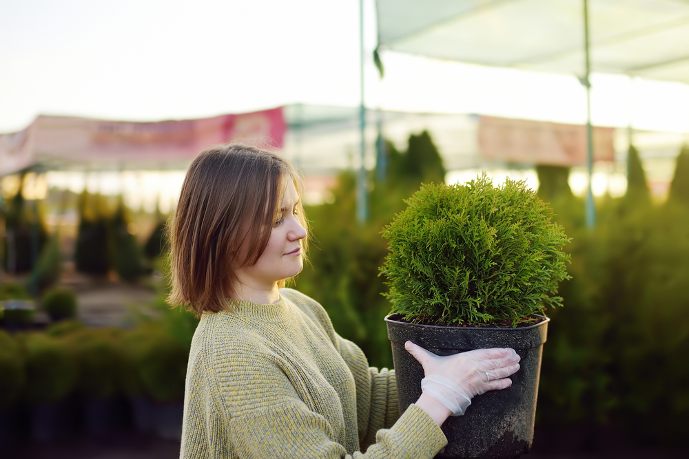 12 conseils incontournables pour acheter un arbre fort et sain