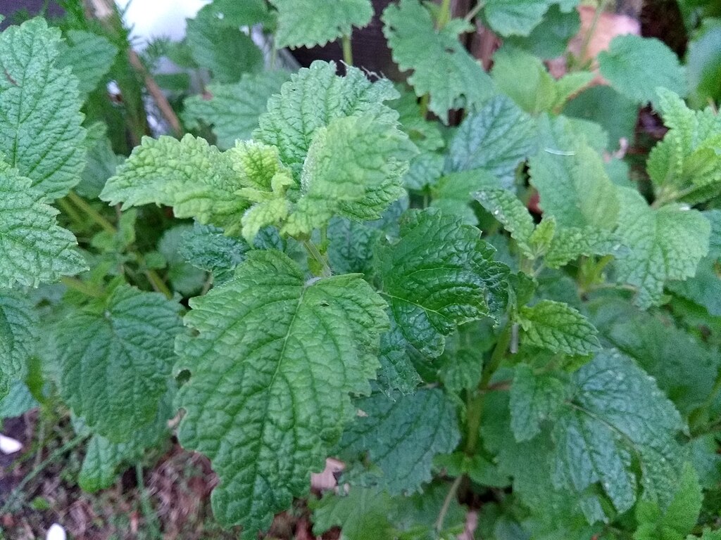 Tout ce que vous devez savoir sur le thé au baume de citron et la perte de poids