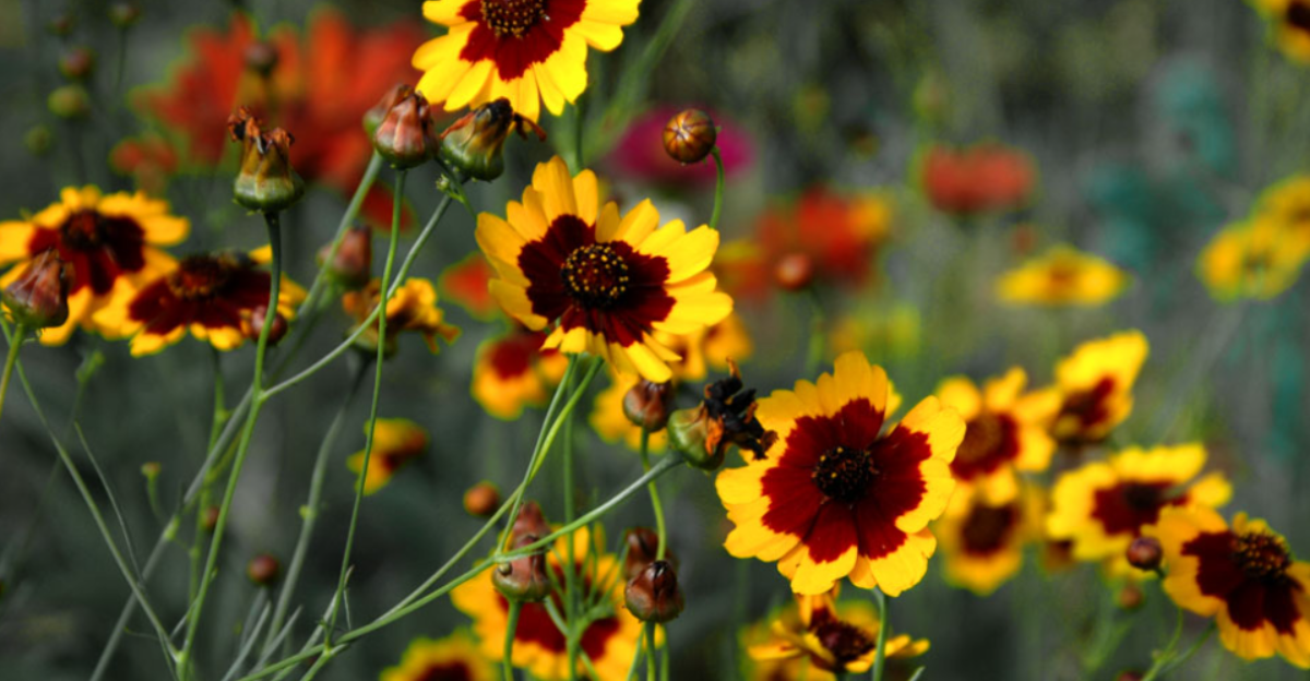 15 fleurs adaptées aux débutants pour le jardin de l'année prochaine