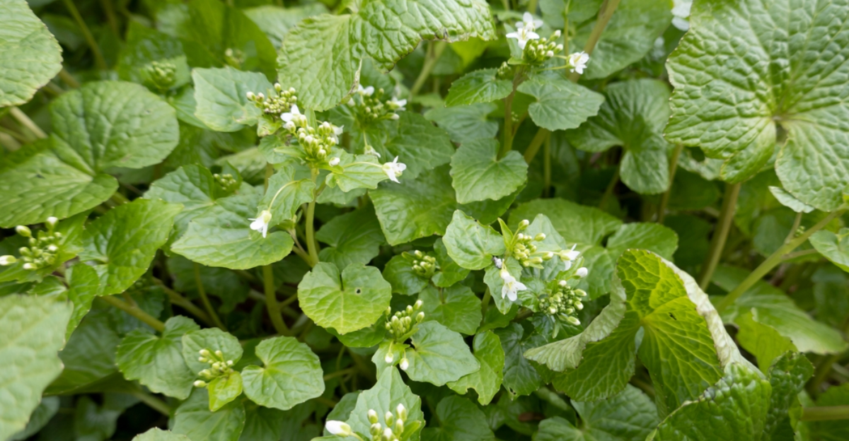 13 conseils intelligents pour développer avec succès votre propre wasabi